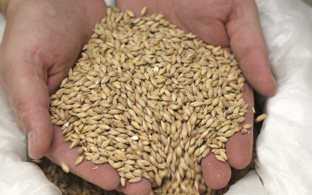 Brassage à façon : créez votre propre bière !
